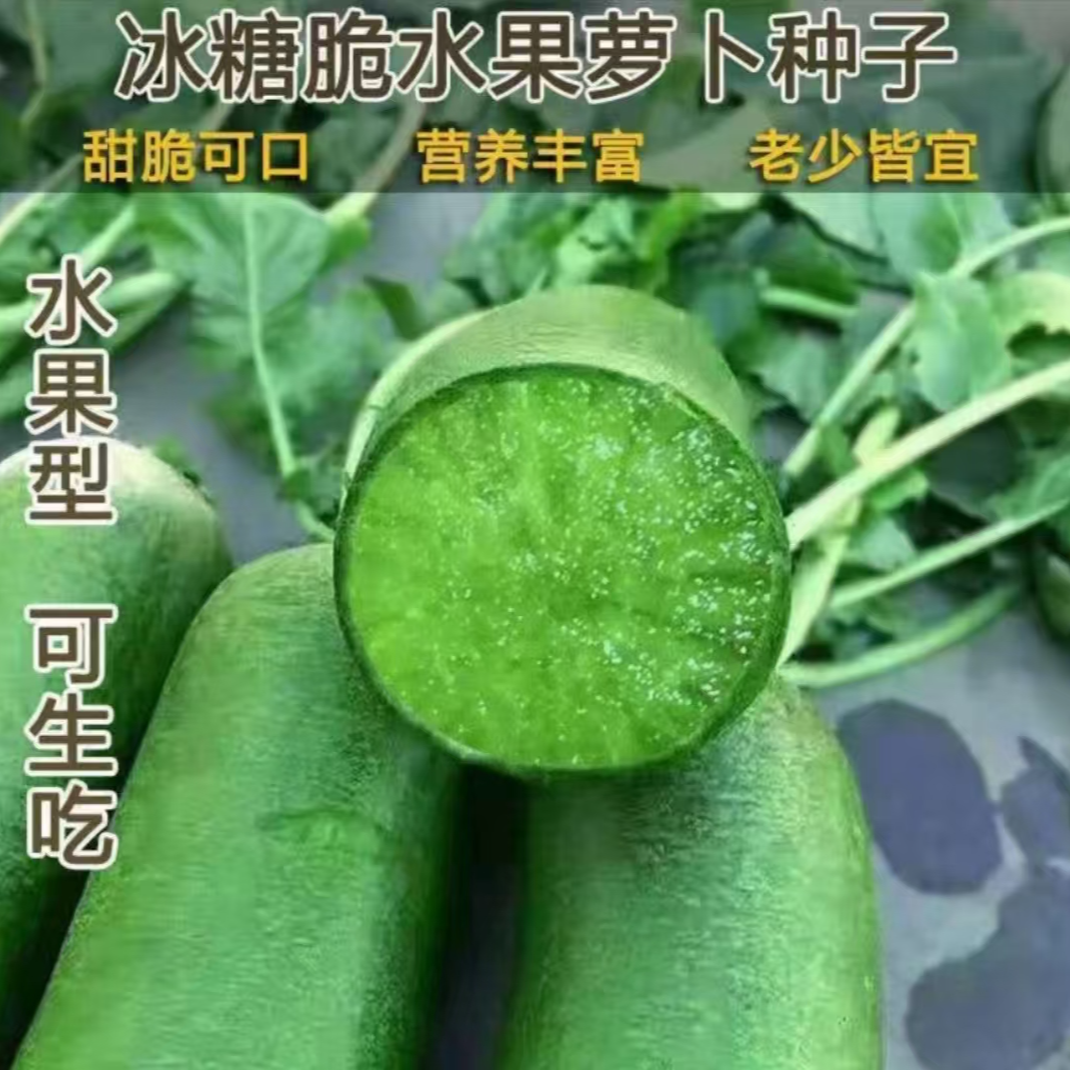 【满5包包邮】冰糖脆萝卜种子 生吃脆甜水果萝卜绿皮绿肉绿萝卜蔬菜