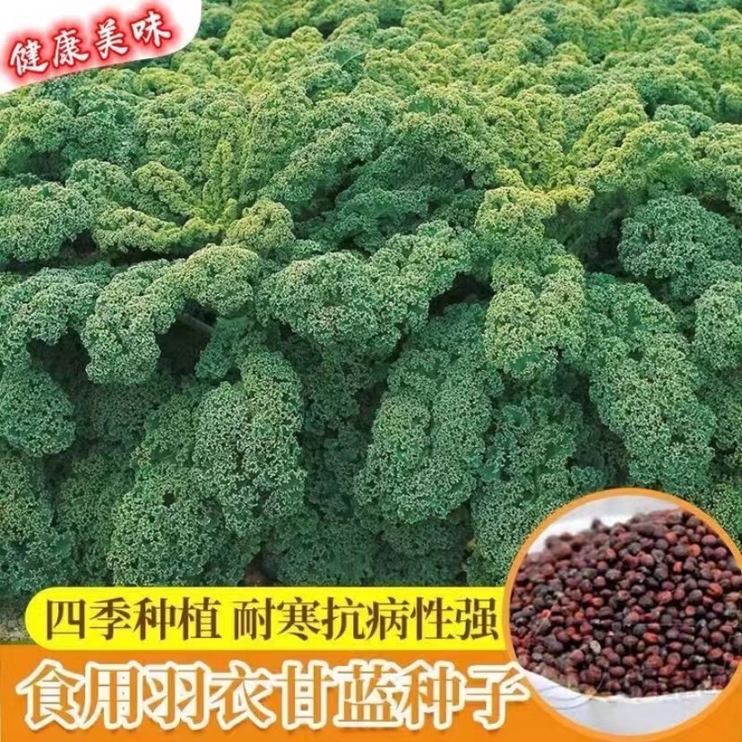 【满5包包邮】食用羽衣甘蓝种子 秋冬耐寒蔬菜生吃凉拌热炒涮火锅