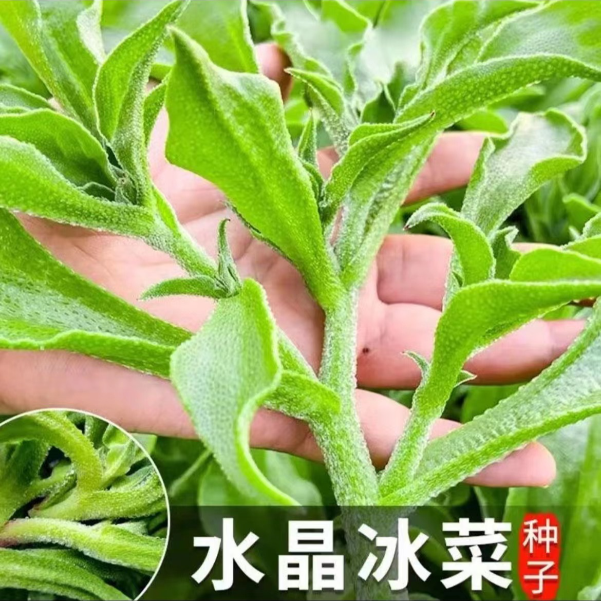 【满5包包邮】水晶冰菜种子 四季阳台庭院盆栽地栽蔬菜种子营养冰菜