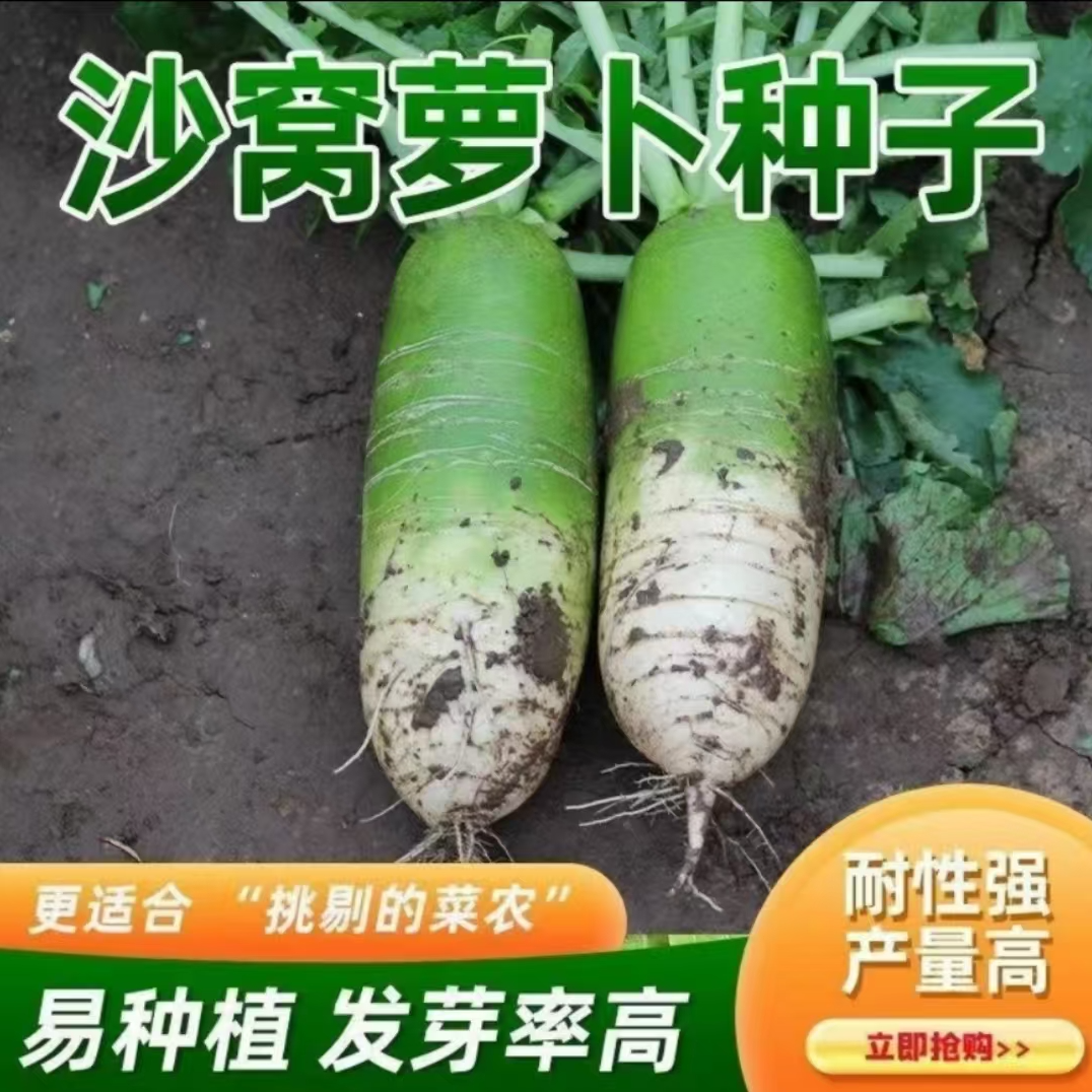 【满5包包邮】沙窝水果萝卜种子脆嫩多汁可以生吃的萝卜不易生虫