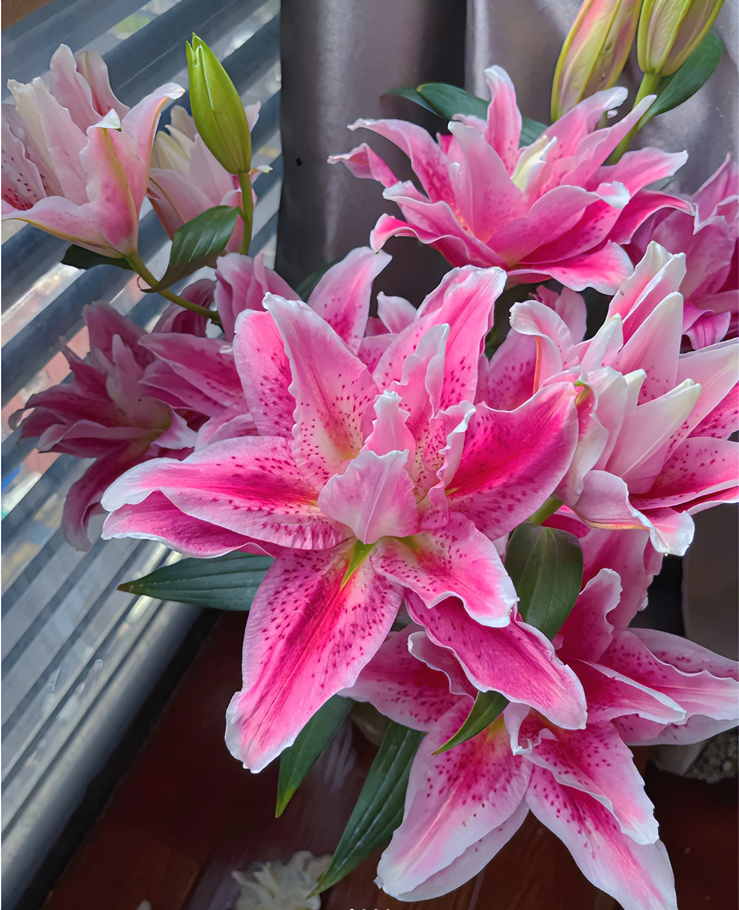 达琳达公主重瓣百合·鲜花冷链运输·基地直发