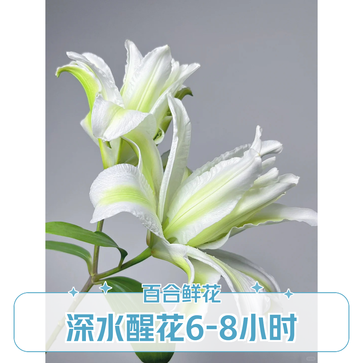 【飞飞甄选】艾莎重瓣百合·鲜花冷链运输·基地直发