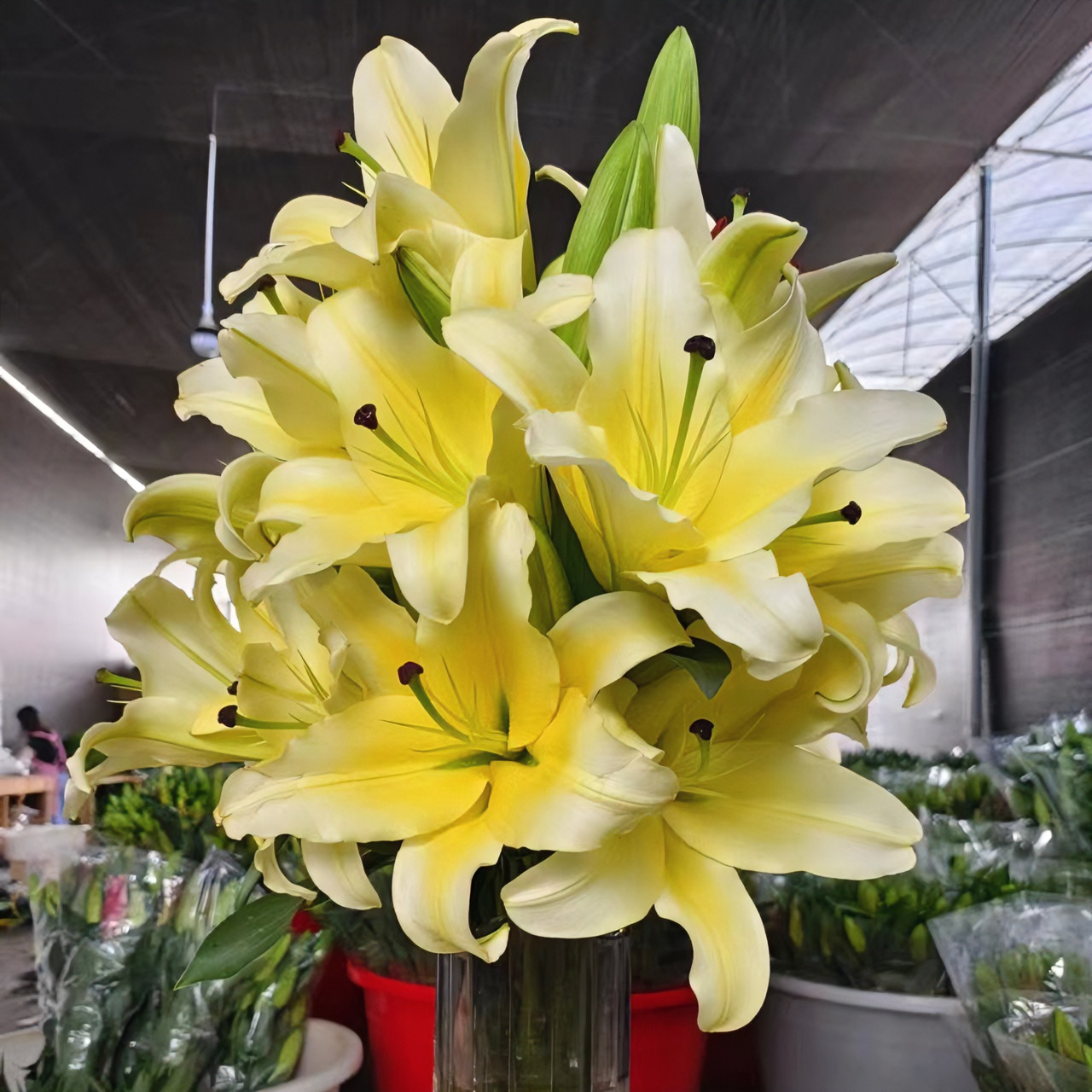 黄天霸香水百合花云南基地直发芳香四溢适合家庭插花