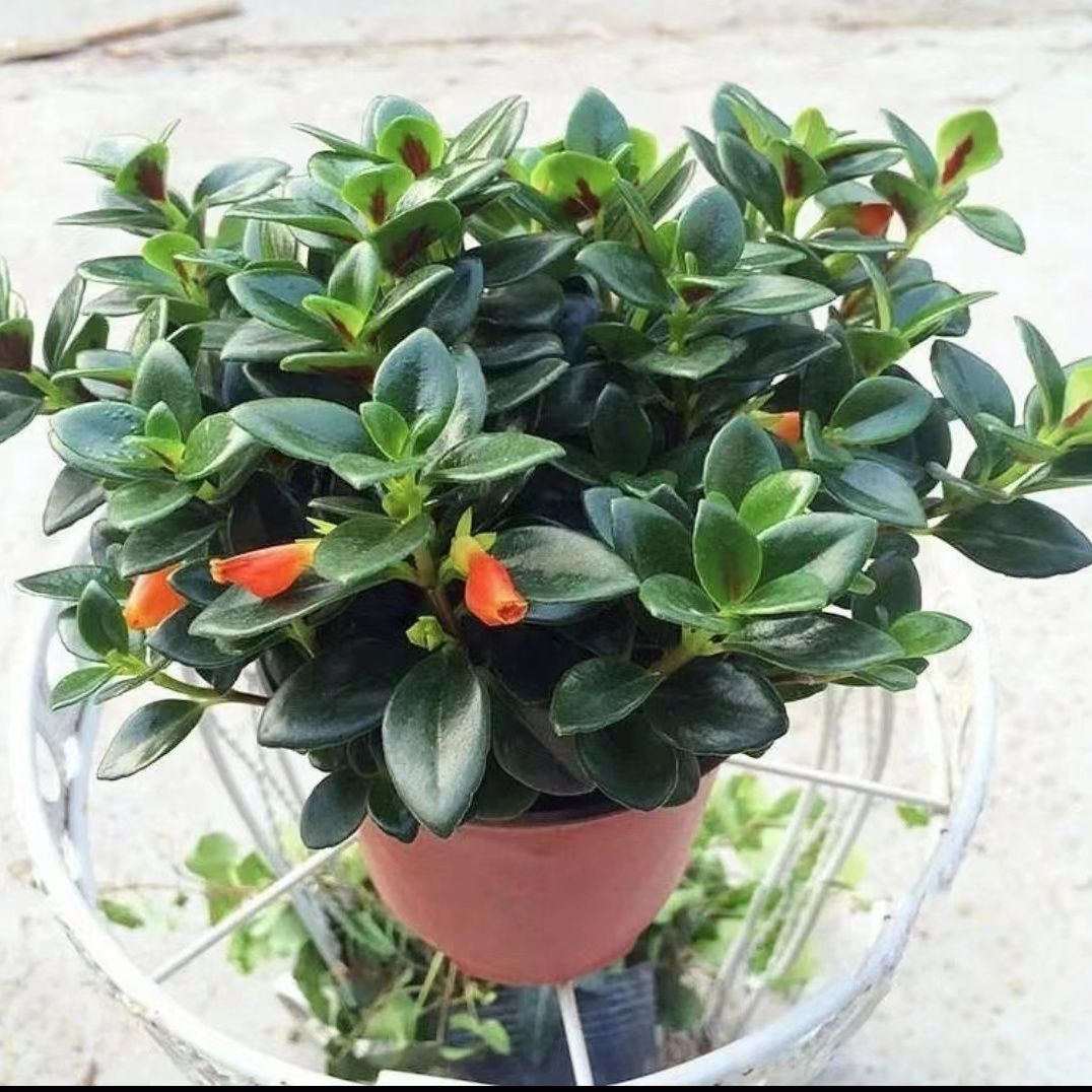 金鱼花吊兰可爱耐寒耐热植物花卉吸甲醛空气庭院好养易活绿植盆栽