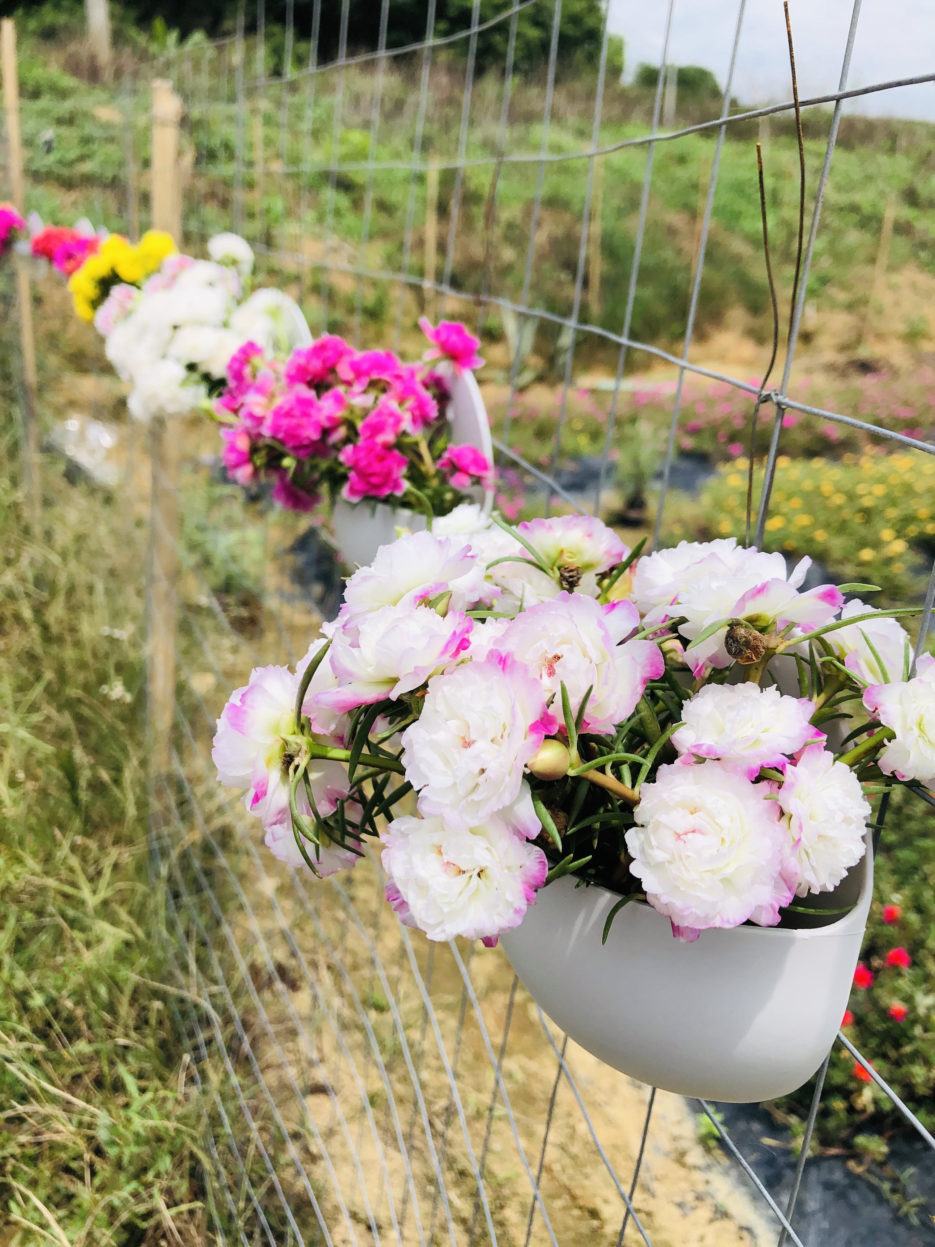 重瓣太阳花苗枝条宿根混色大花植物不带根盆栽绿植花卉好养活