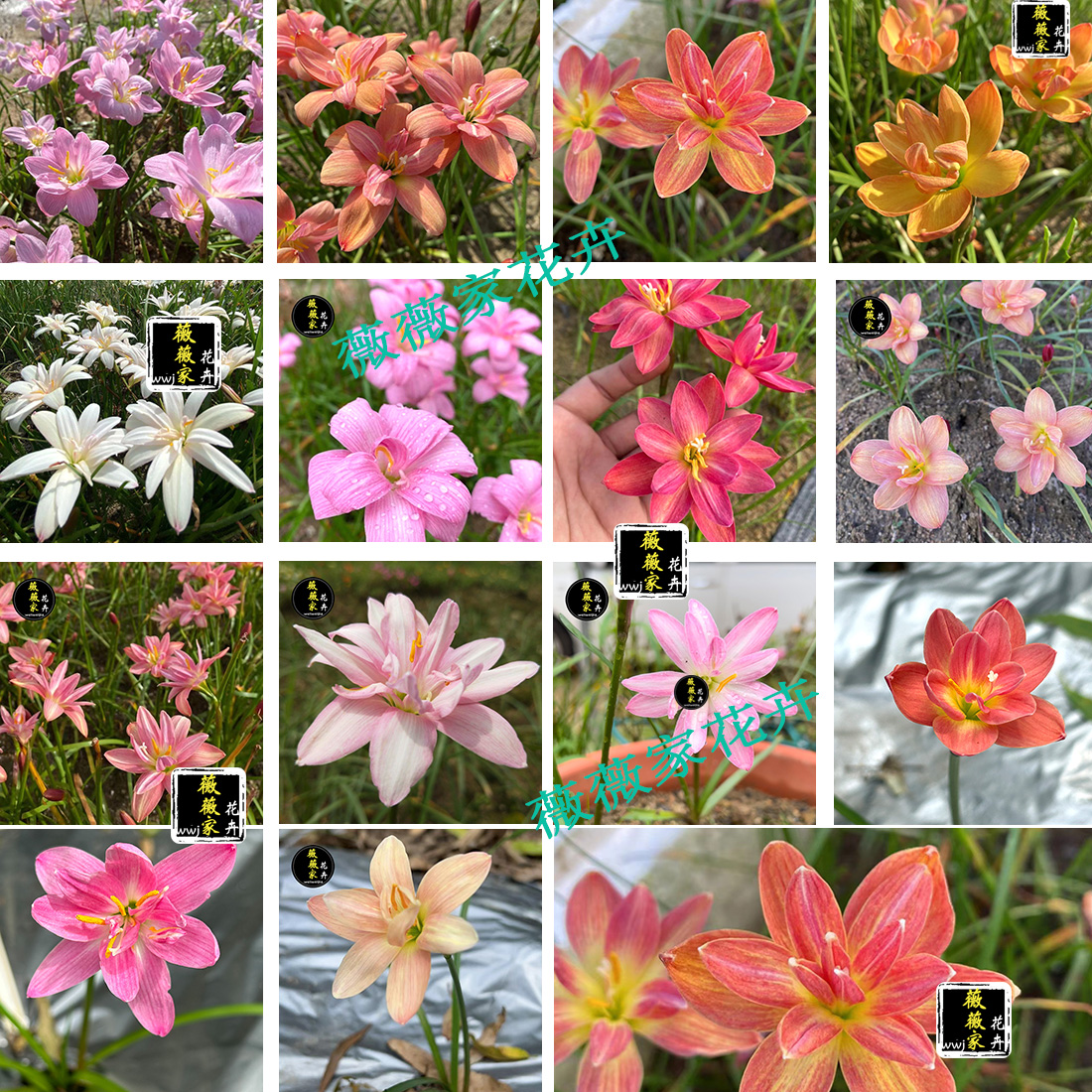 重瓣四季开花风雨兰种球葱兰易种盆栽阳台庭院四季种植绿植花种子