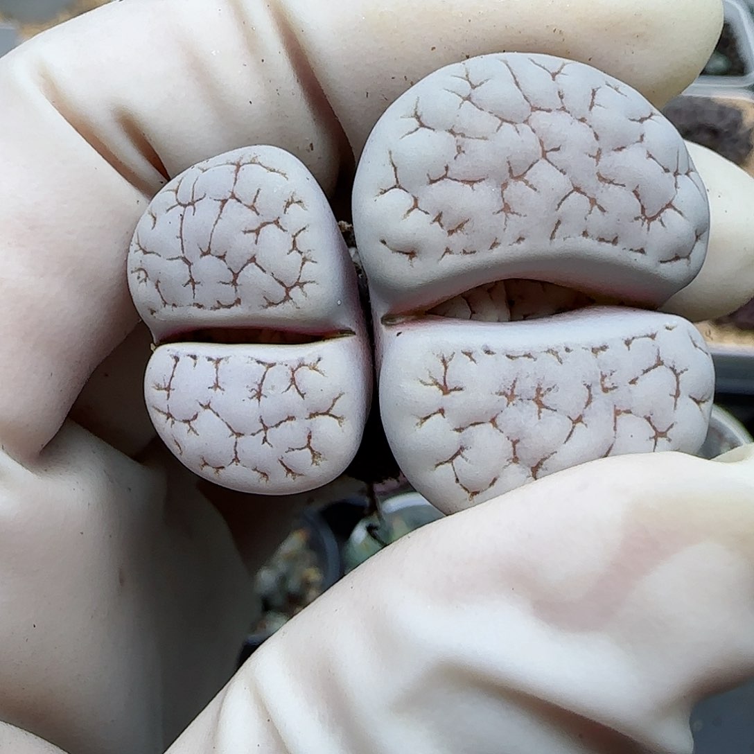 682福利福利福利