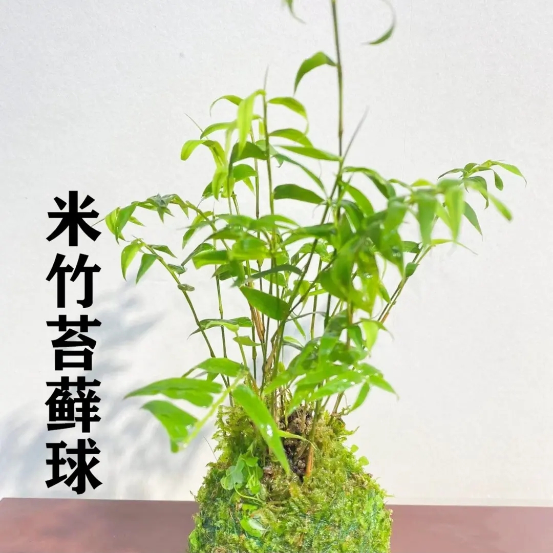 米竹 观音竹 盆栽 苔藓盆栽，四季常青植物观赏绿色