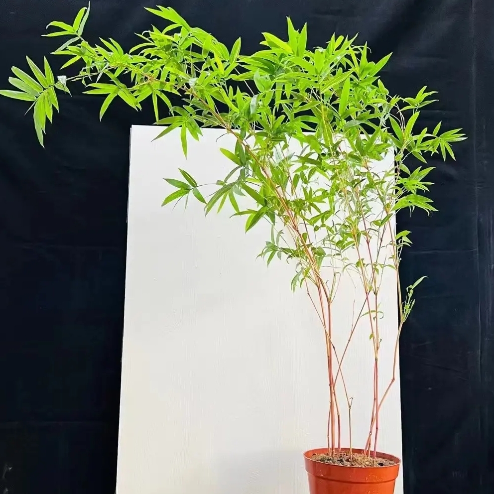 （一物一拍）红观音竹鸿运竹 好养易活 植物绿色日式观赏