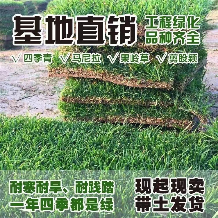 草皮真草坪带泥土剪股颖花园绿化庭院四季青草皮马尼拉果岭草带土