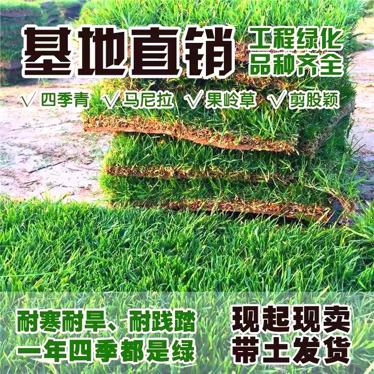 草坪草皮矮生带泥土草坪花园绿化庭院四季青剪股颖马尼拉果岭草