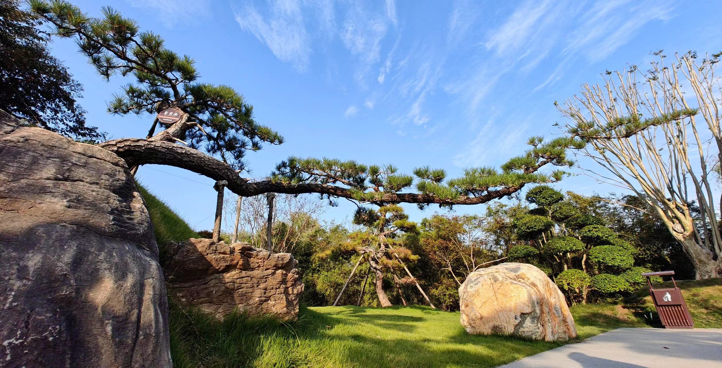 迎客松造型树油松造型树黑松造型树生产基地直发