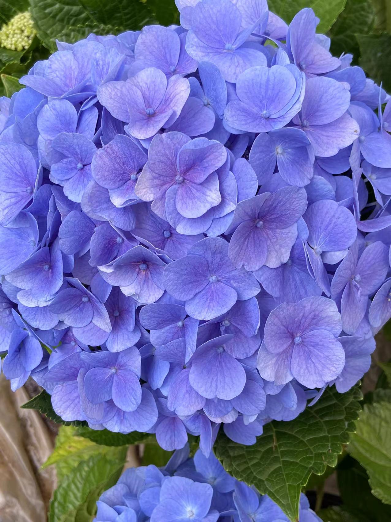 大花绣球 无尽夏 大海蓝 （鲜花已发货不支持仅退款和拒收）