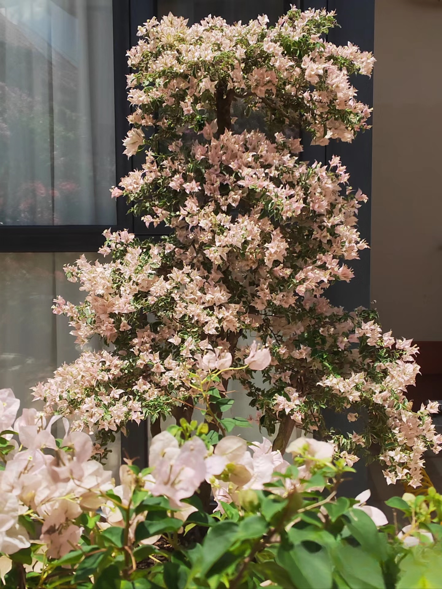 少女心、粉布丁、马斯、一物一拍品种三角梅苗情以直播间为主不售后