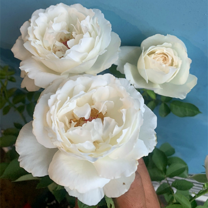 新品2加仑根接大苗正版天鹅古董月季花浓香灌木切花一六八园艺