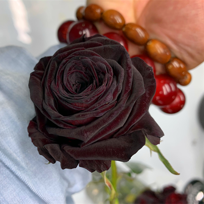 正品黑巴克稀少的接近黑色月季花灌木切花温度越低颜色越深