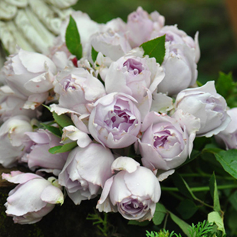 河本光之天使路西法月季花浓香灌木耐热复花快阳台庭院一六八园艺