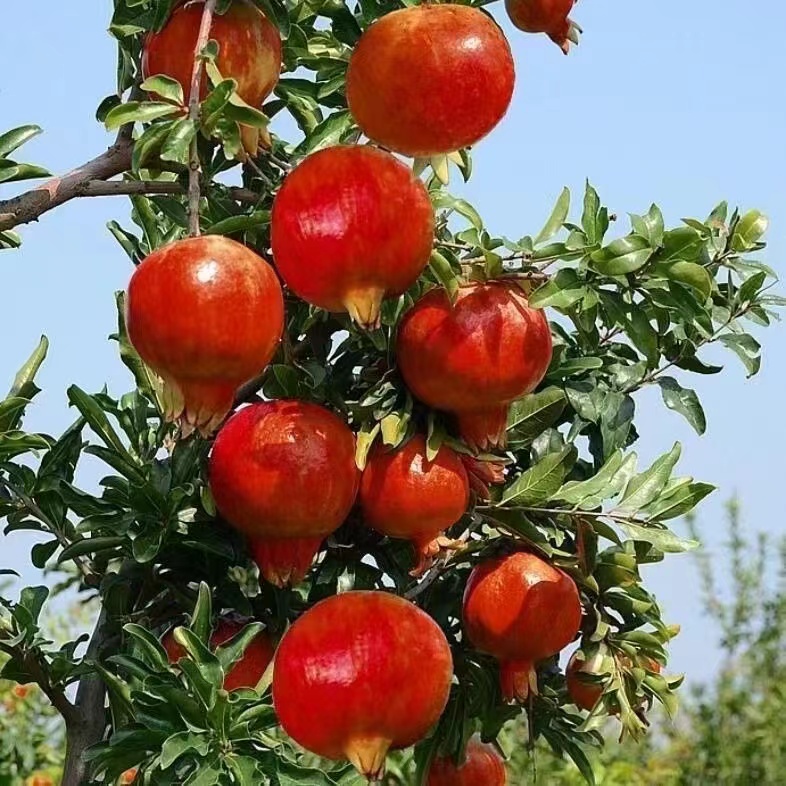 石榴树苗蒙阳红红软籽石榴大果耐旱甜石榴南北方种植庭院种植