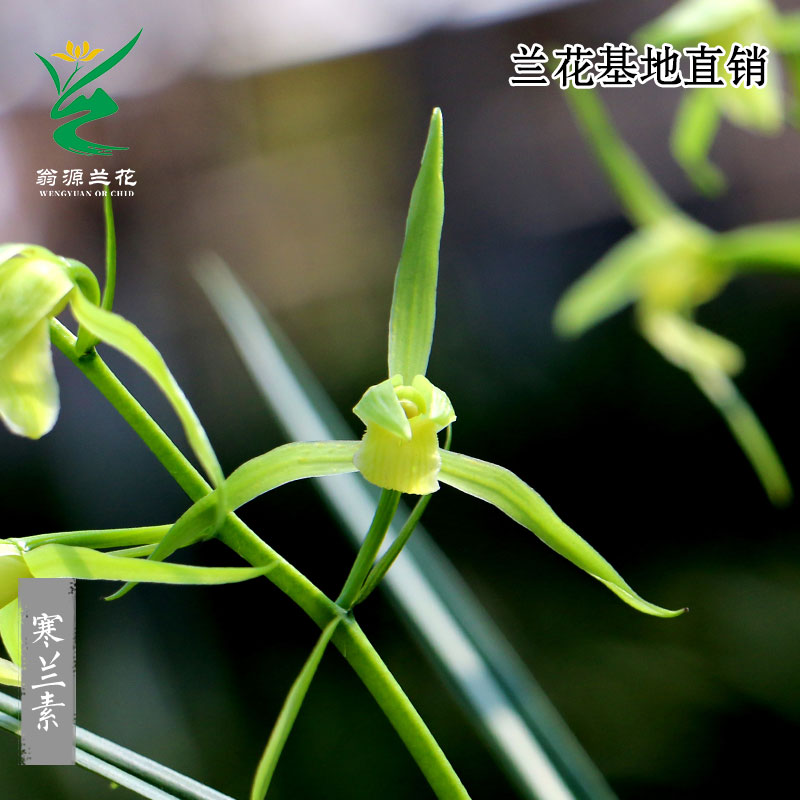 翁源兰花苗寒兰铭品素心花开花浓香寒兰素室内好易养绿植花卉盆栽