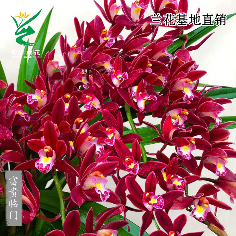 翁源兰花正品大花蕙兰富贵临门带花苞浓香好养室内花卉盆栽办公室