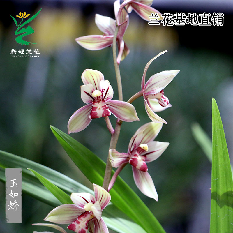 翁源兰花苗正品四季建兰玉如娇带花浓香好养荷三星蝶室内花卉盆栽