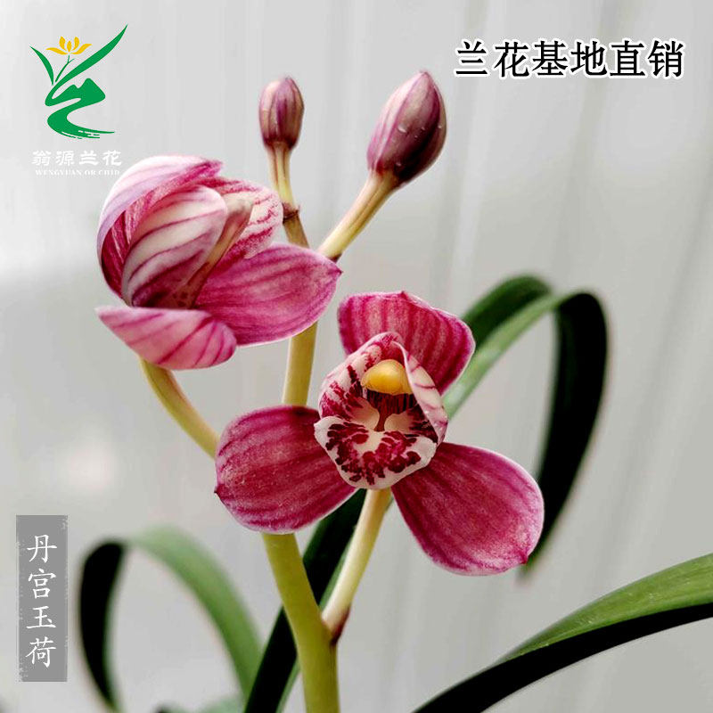 翁源兰花苗老种红荷建兰正品丹宫玉荷花艺双全浓香先明艺室内盆栽