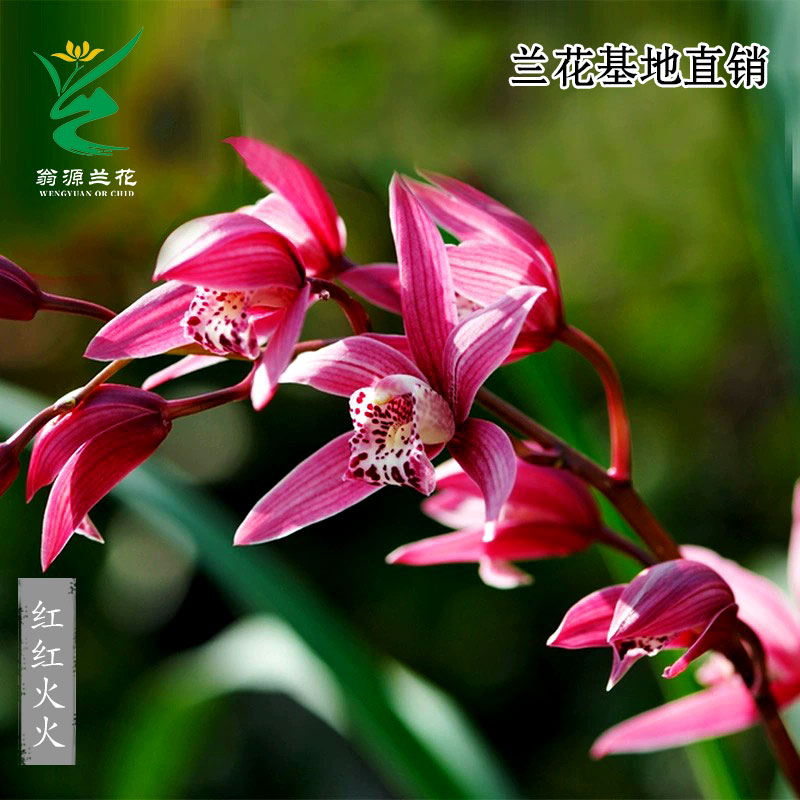 翁源兰花苗正品大花蕙兰红红火火带花浓香好养花期长室内绿植花卉