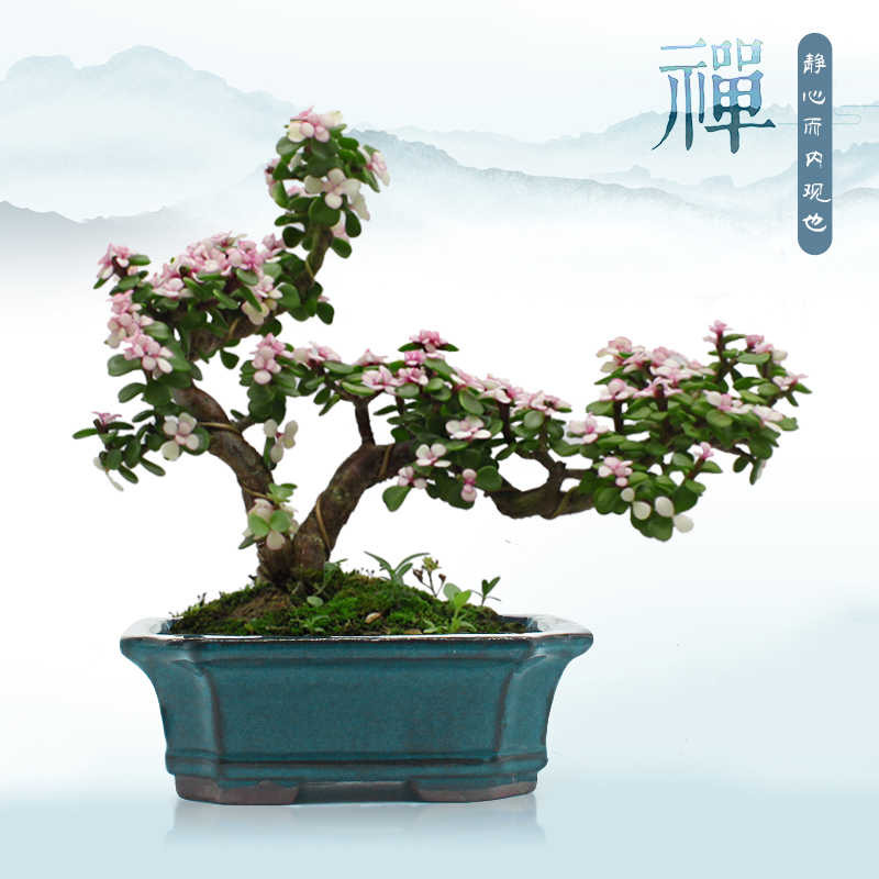 金枝玉叶原装粉色造型老桩盆栽雅乐之舞花卉绿植易活马齿苋红色