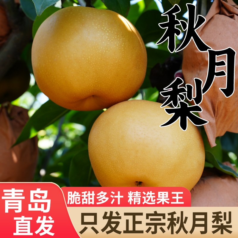 【顺丰】正宗山东纯正特大秋月梨脆甜产地直发当季新鲜水果当季热卖