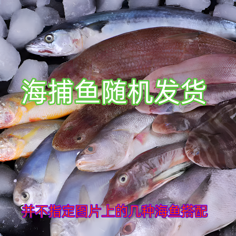 宝哥野生海埔【大杂拌鱼】大连渤海湾（2-3条/斤）鱼有腥味介意勿拍