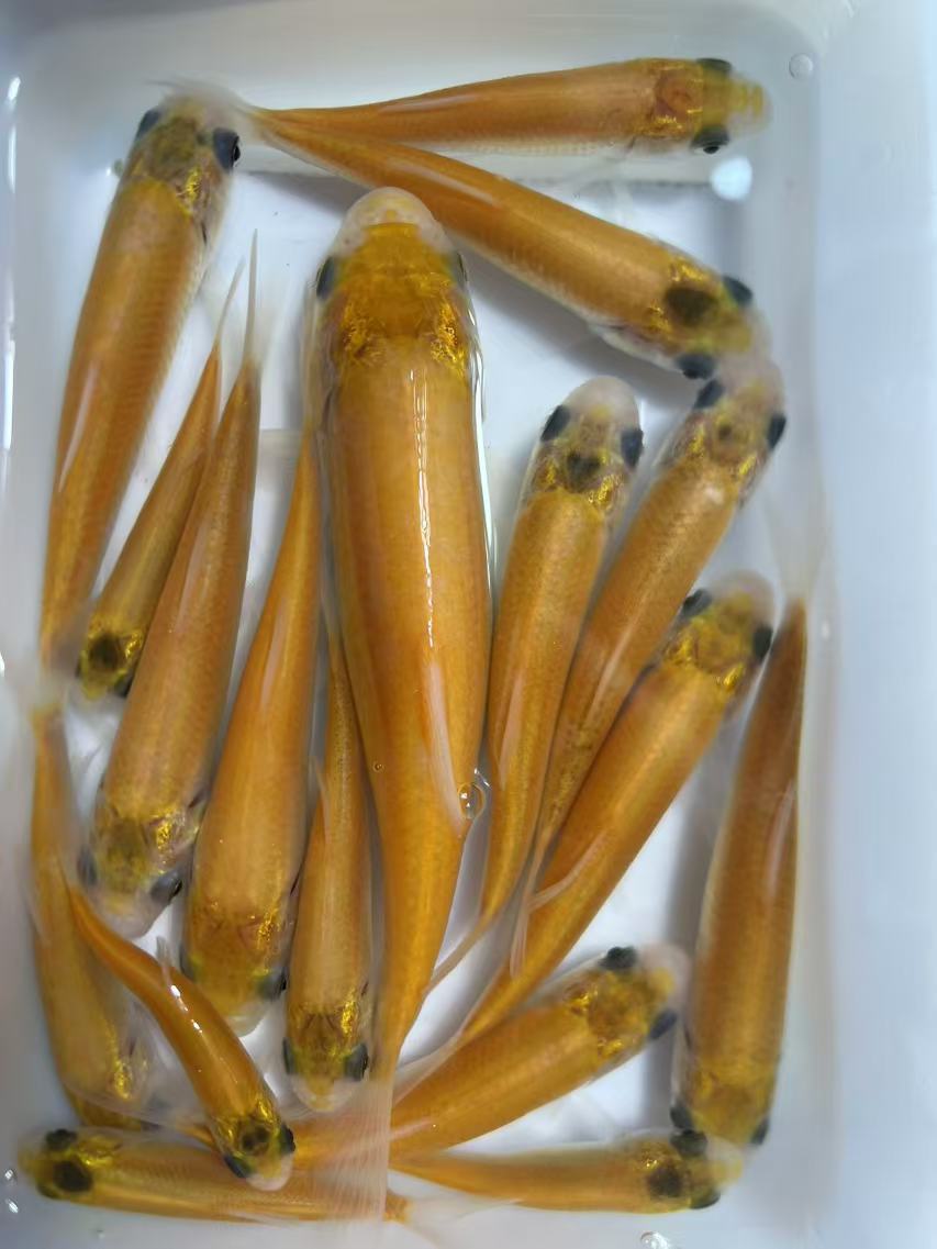 四川【金丝草鱼6-9cm】长江草鱼   淡水活体，淡水宠物水族观赏鱼。