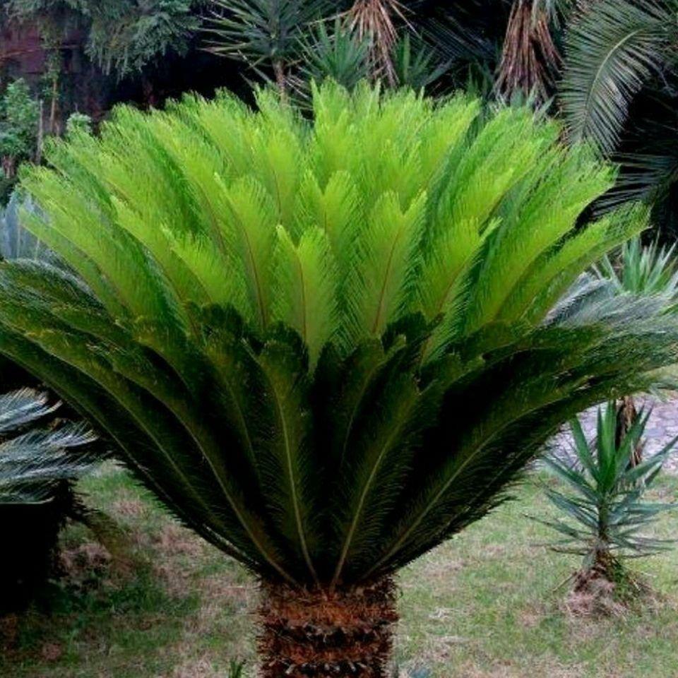 铁树公母一对铁树盆栽地栽客厅室外庭院观赏绿植耐寒室内绿植