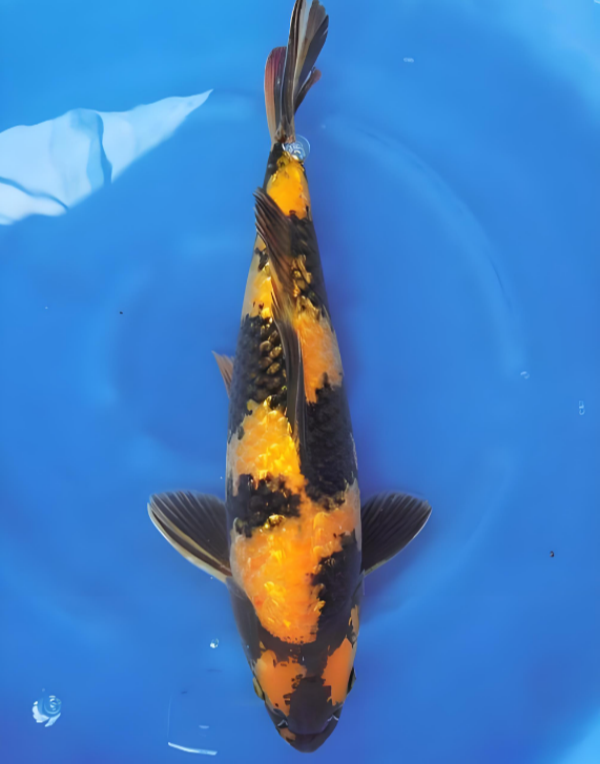 精品锦鲤活体观赏鱼日本锦鲤鱼红白大正孔雀昭和单顶绯写茶理黄金