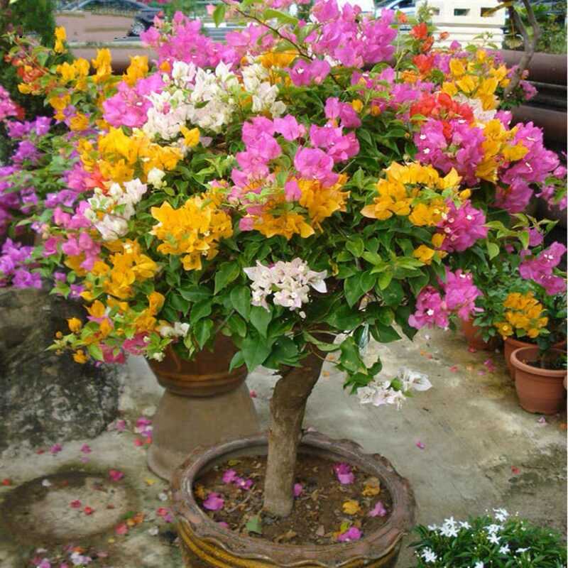 买3送1三角梅花苗老桩地栽观花植物四季开花【修剪发货 介意慎拍】