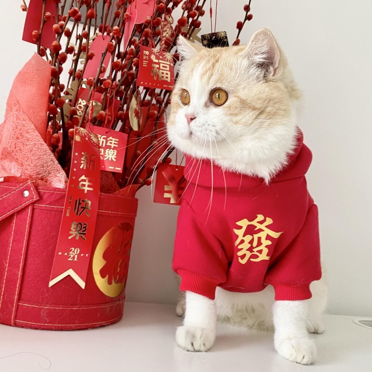 新年装加绒加厚猫咪衣服过年宠物布偶英短幼猫红色喜庆秋冬装