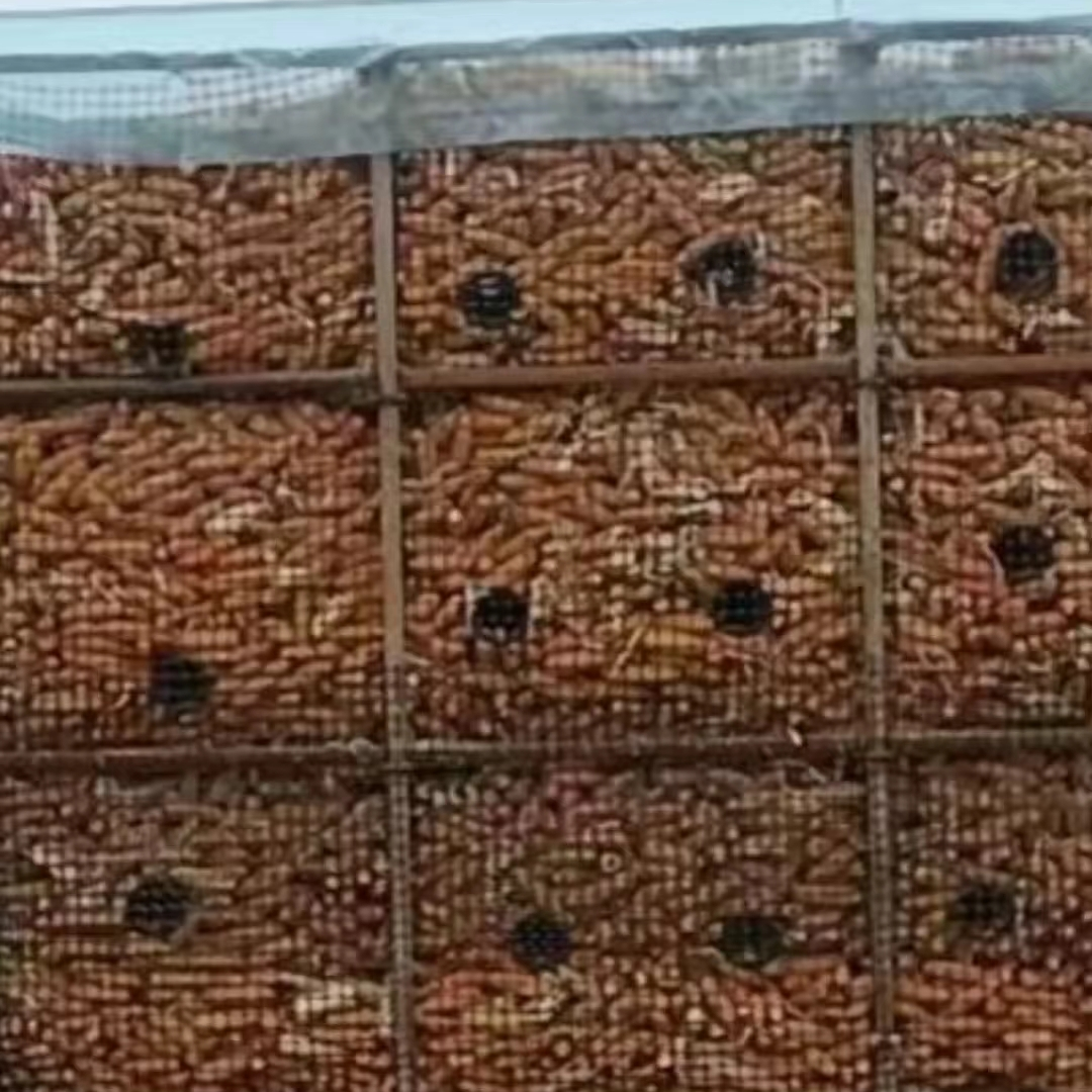 玉米储存架子囤，搭建简单方便，通风效果好，占地面积小