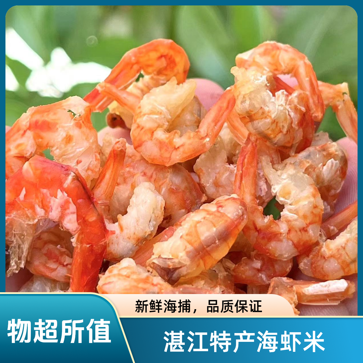 湛江特产海虾米金钩虾米煲粥煲汤250g/500g/1000g