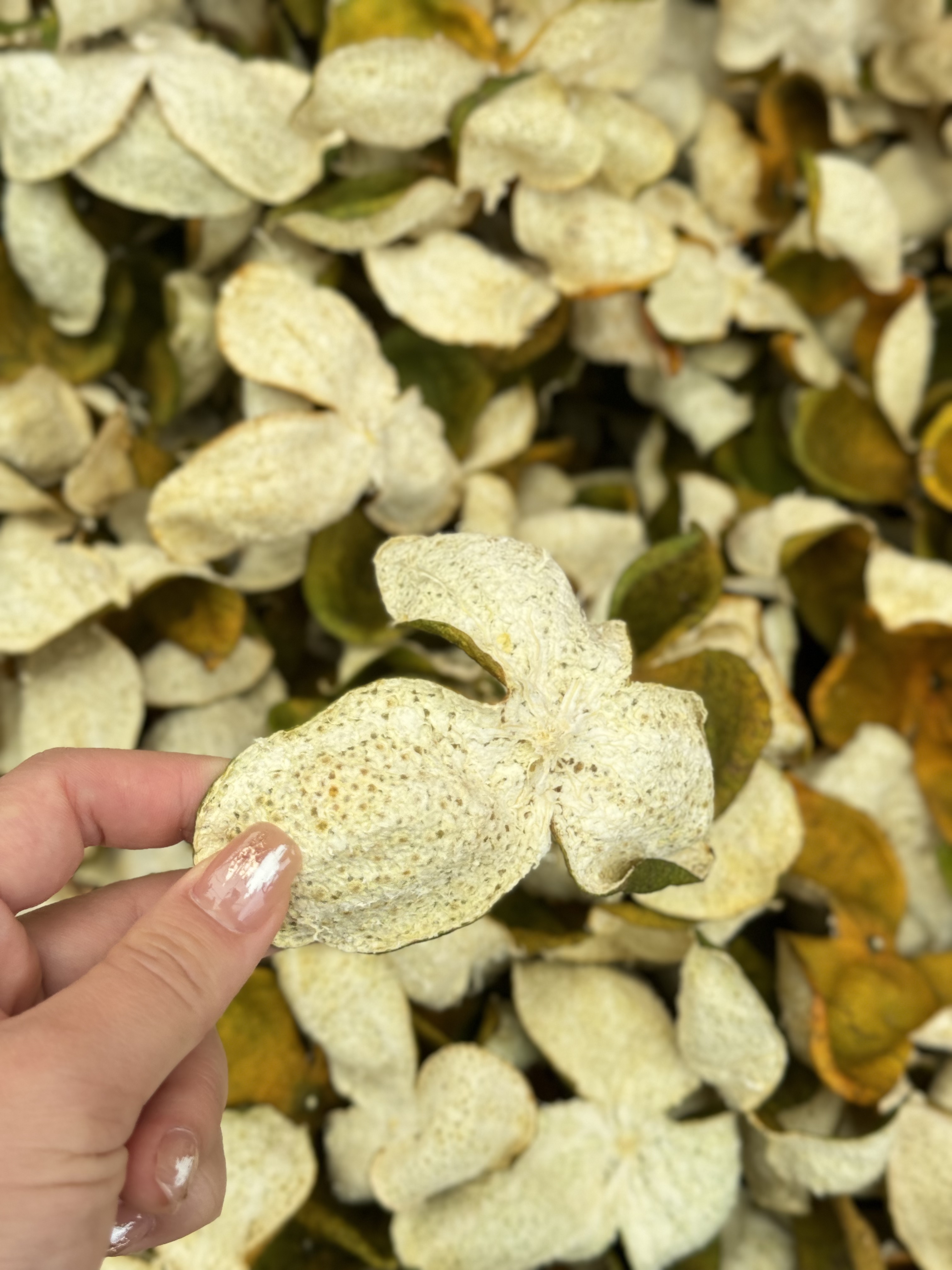 2025年14年老树正宗新会三江二红驳枝茶枝柑陈皮生晒