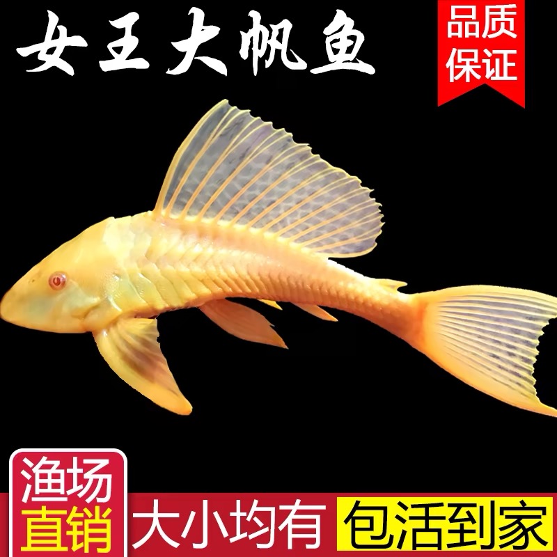 热带鱼黄金红眼女王大帆清道夫鱼清洁工清理垃圾绿苔工具鱼