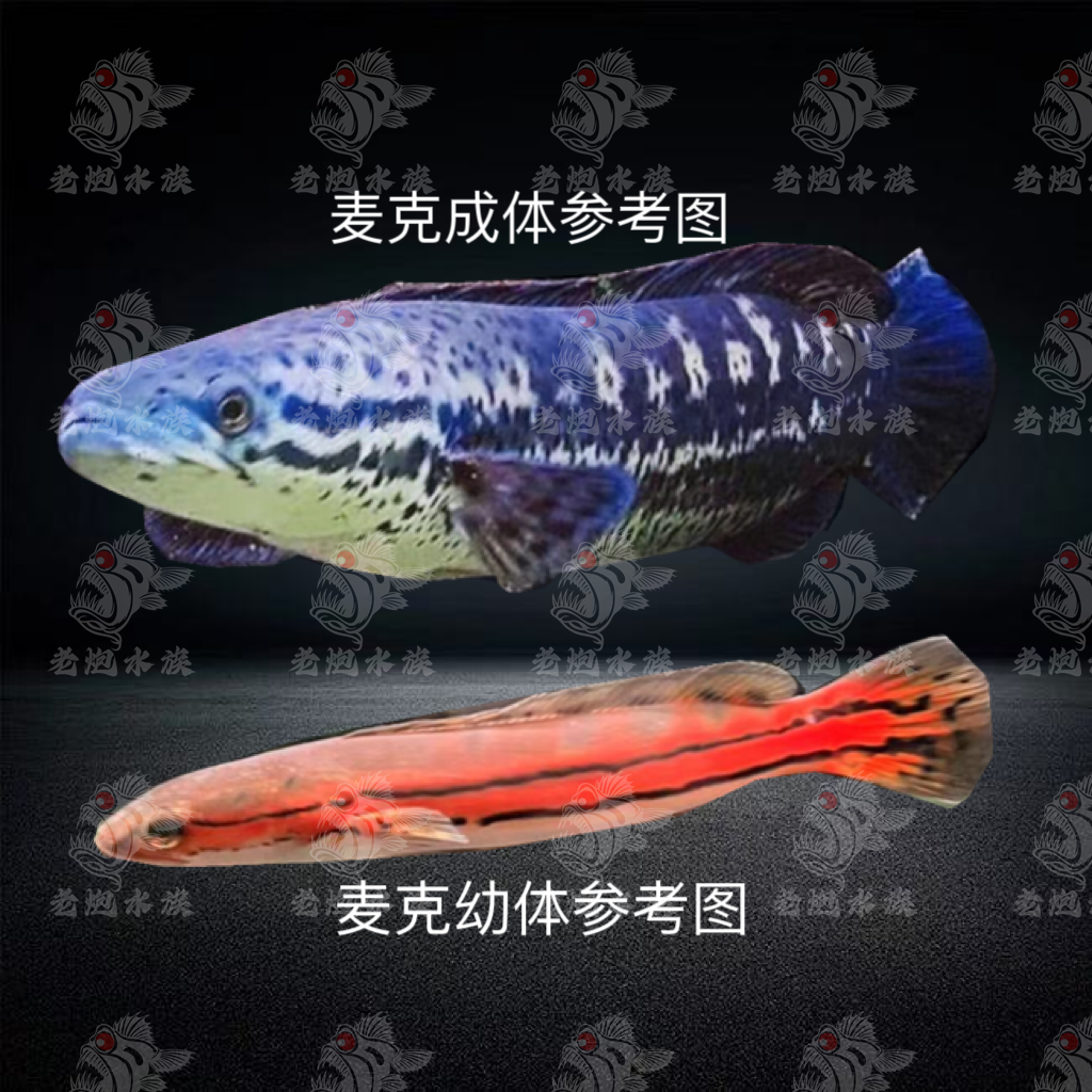 麦克雷龙鱼印度二线鳢双线鳢迅游性猛鱼老炮水族推荐活体