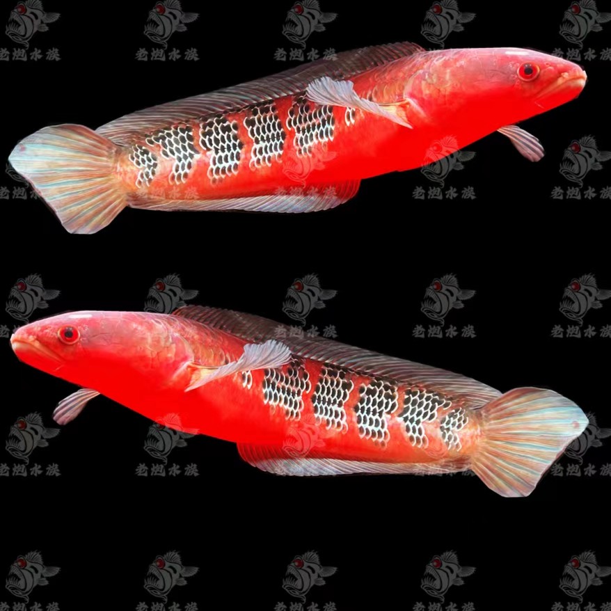超红帝王魔神 仙塔兰姆红帝王 中加巴里托红帝王大型热带鱼
