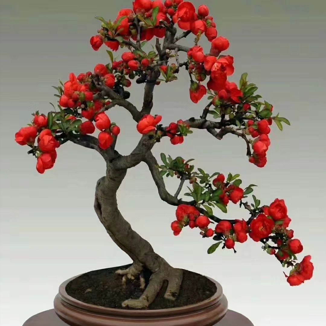 【海棠花】精品海棠四季长寿冠绿宝石造型盆景室内室外种植