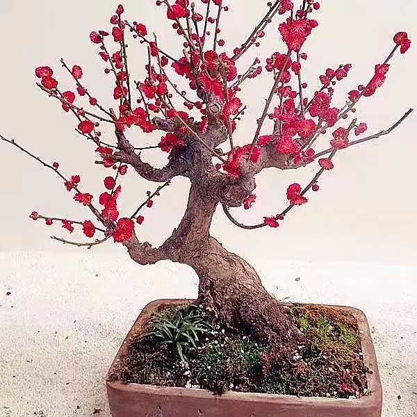 精品骨红绿萼宫粉乌梅双色梅造型天然栽培耐寒室内养护