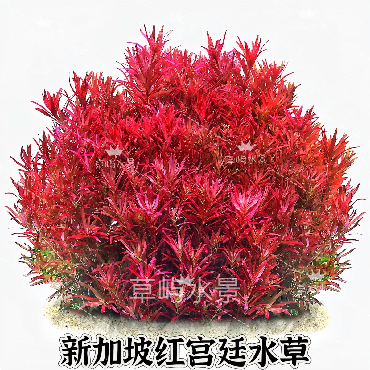 新加坡红宫廷中后景稀有红色水草