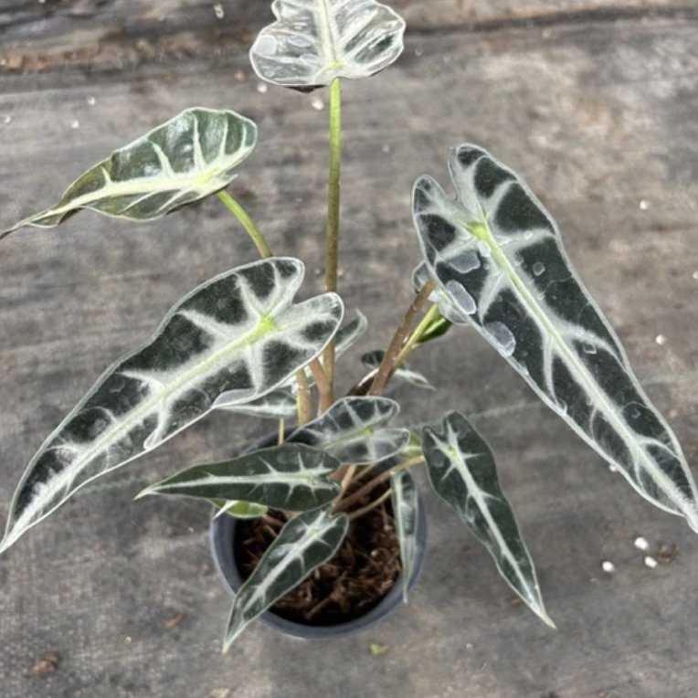 【小仙女·海芋】单颗苗室内耐阴可水培绿植花卉盆栽（不包叶损）