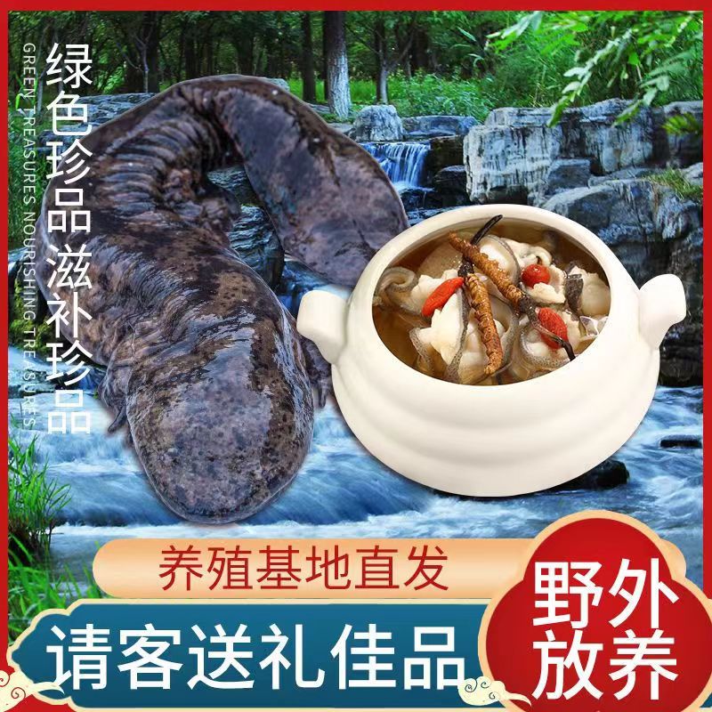 大鱼活鱼10到30斤富贵鱼观赏鱼海鲜水产人工养殖挖挖鱼渔场直发