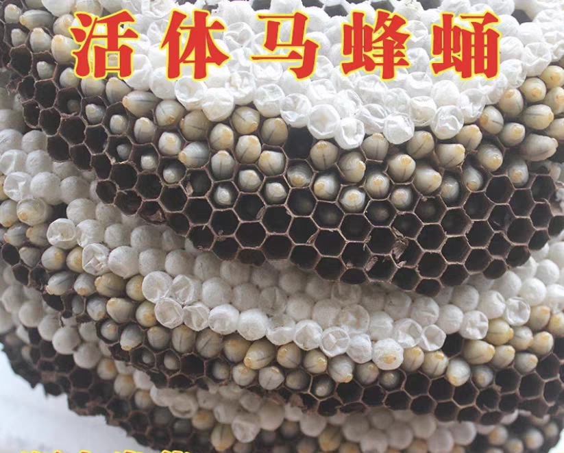 野生新鲜活体蜂蛹带蜂巢黑尾虎头黄蜂树蜂蜂蛹包邮