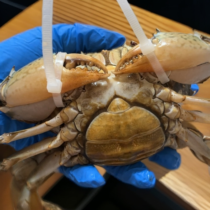 【现称改价】三门青蟹肉蟹腌仔蟹膏蟹菜鲟红鲟包肥包活包邮现称