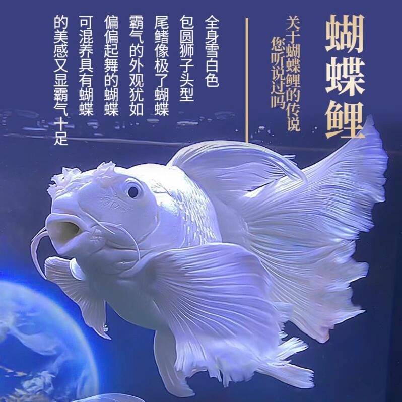 台湾蝴蝶鲤球形观赏鱼短身鱼苗贵妃大尾石膏白冷水鱼