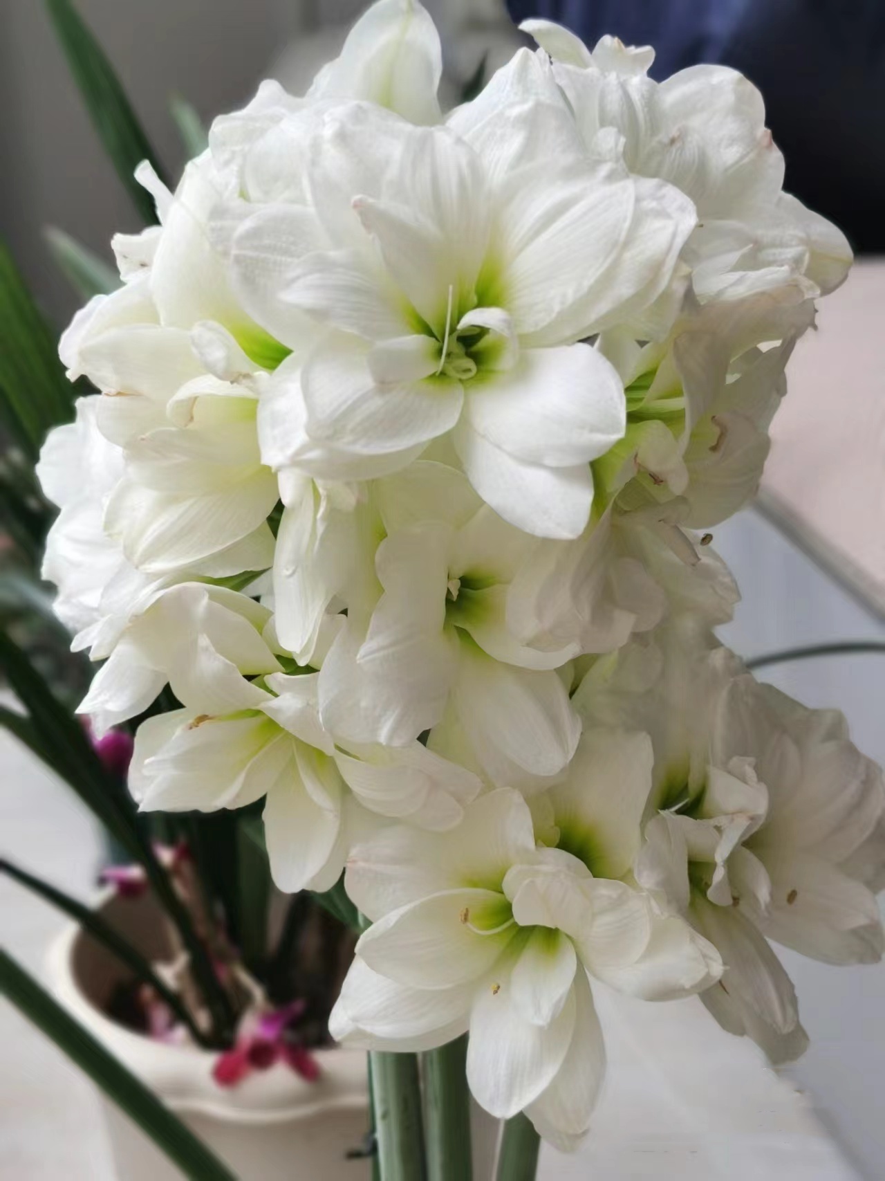 梨花花院 阿拉斯加 秘鲁朱顶红种球  开花神器 